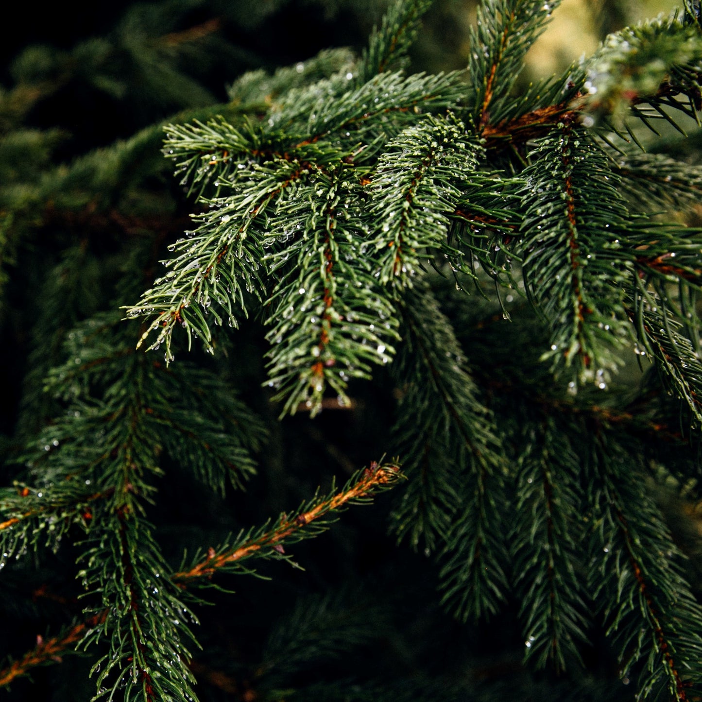 Christmas Tree Farm (Balsam & Cedar) Candle